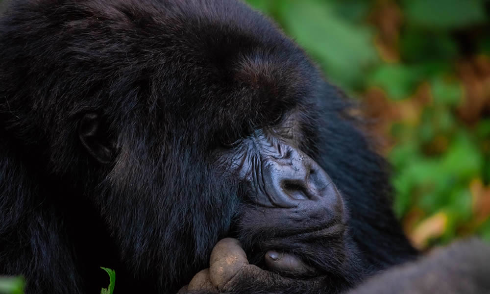 Mountain gorilla in the forest of Volcanoes National Park, Rwanda
