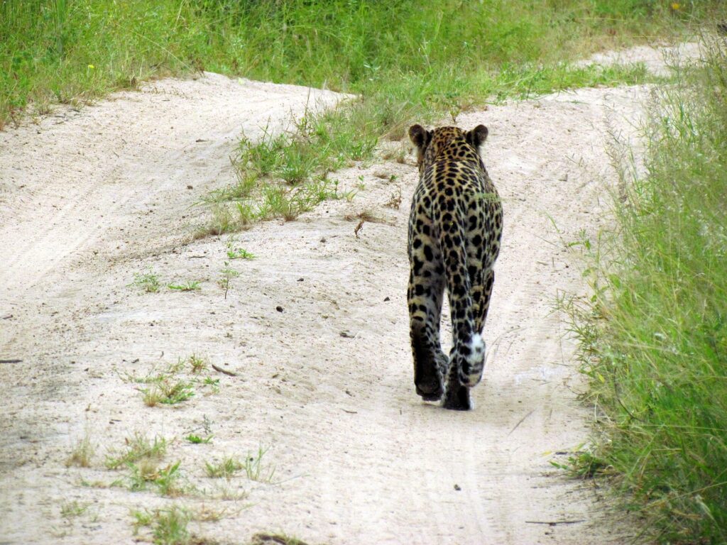 Walking Safari in Africa: Where to Go and What to Expect photo 6