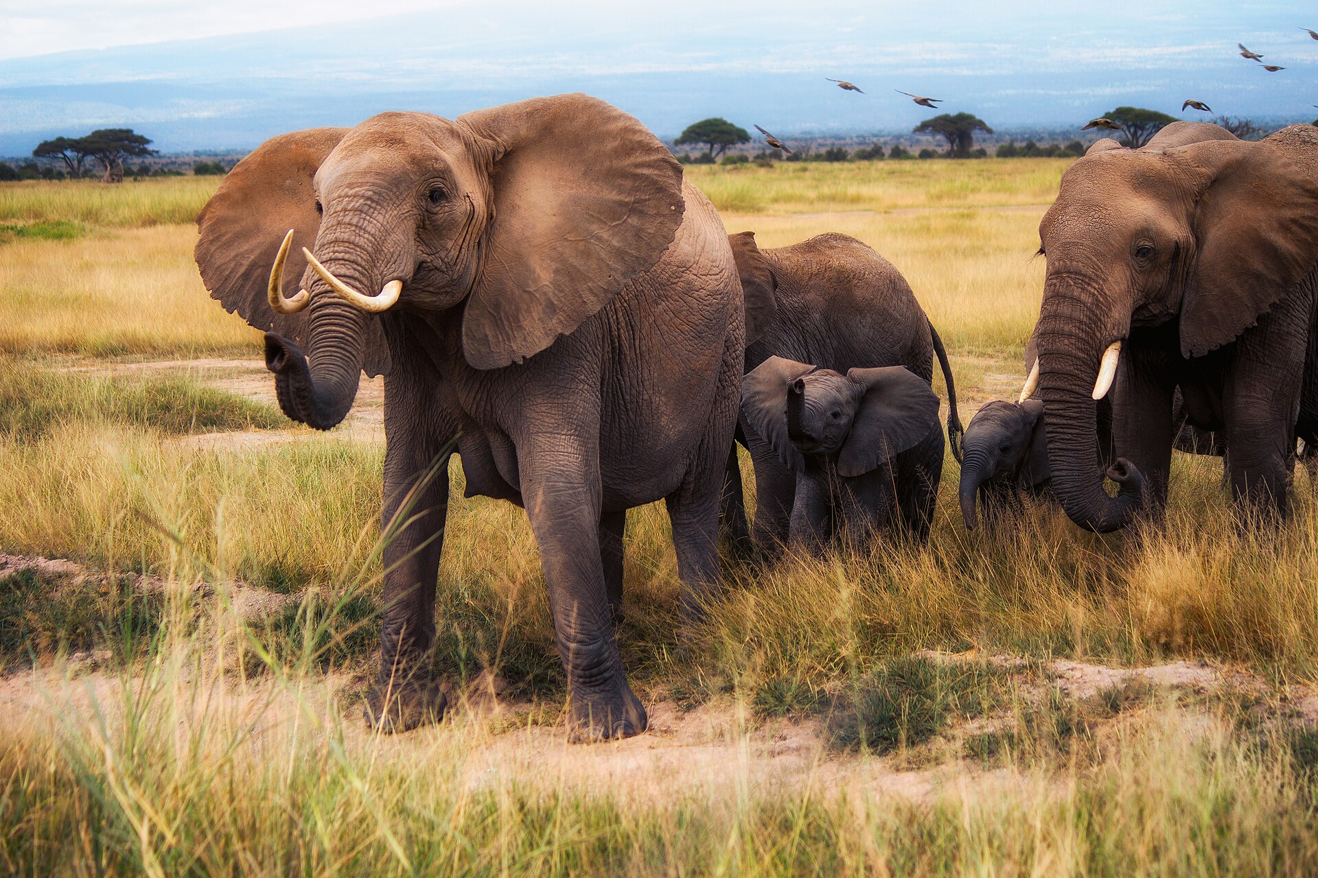 Amboseli National Park: Elephants with Kilimanjaro Views photo 2