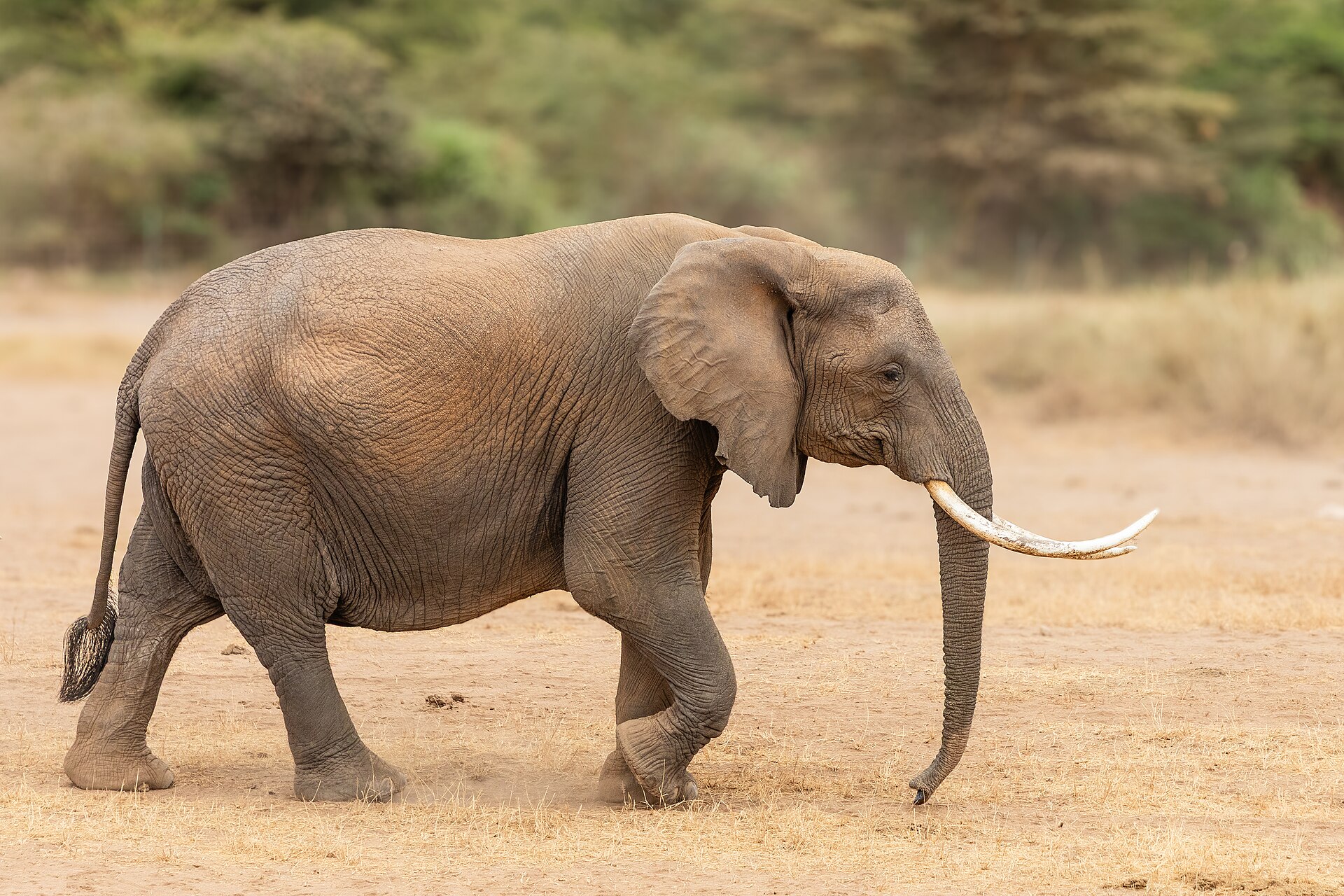 Amboseli National Park: Elephants with Kilimanjaro Views photo 3
