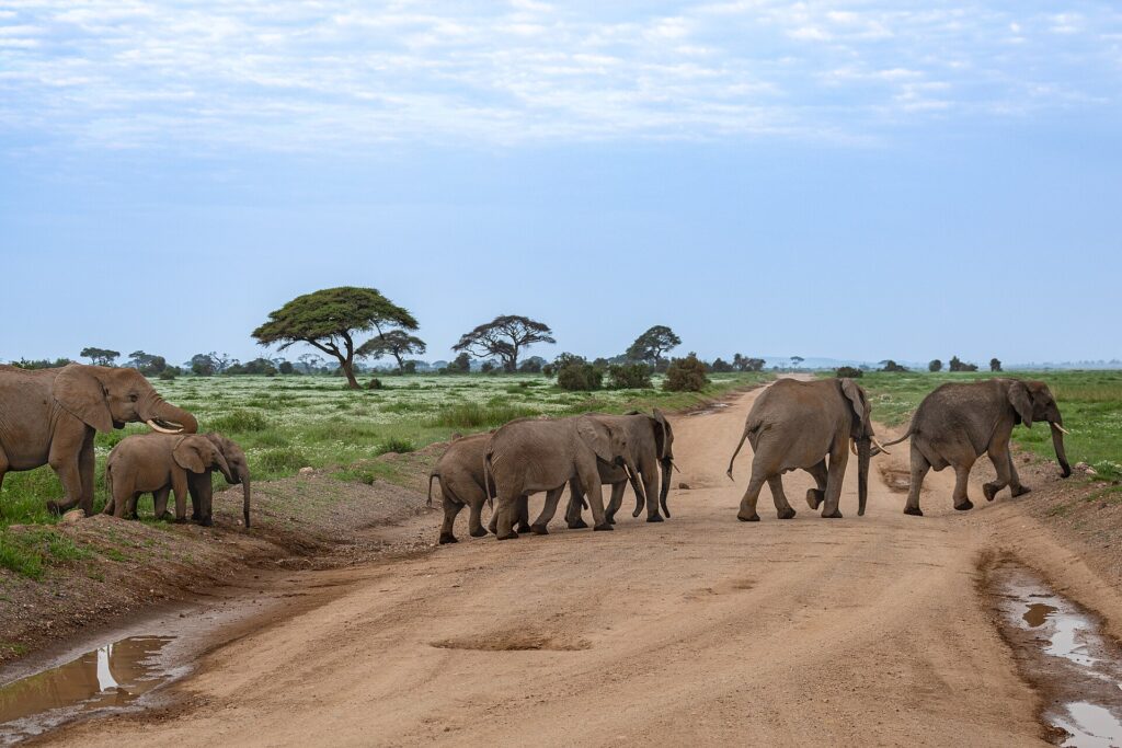 Amboseli National Park: Elephants with Kilimanjaro Views photo 6