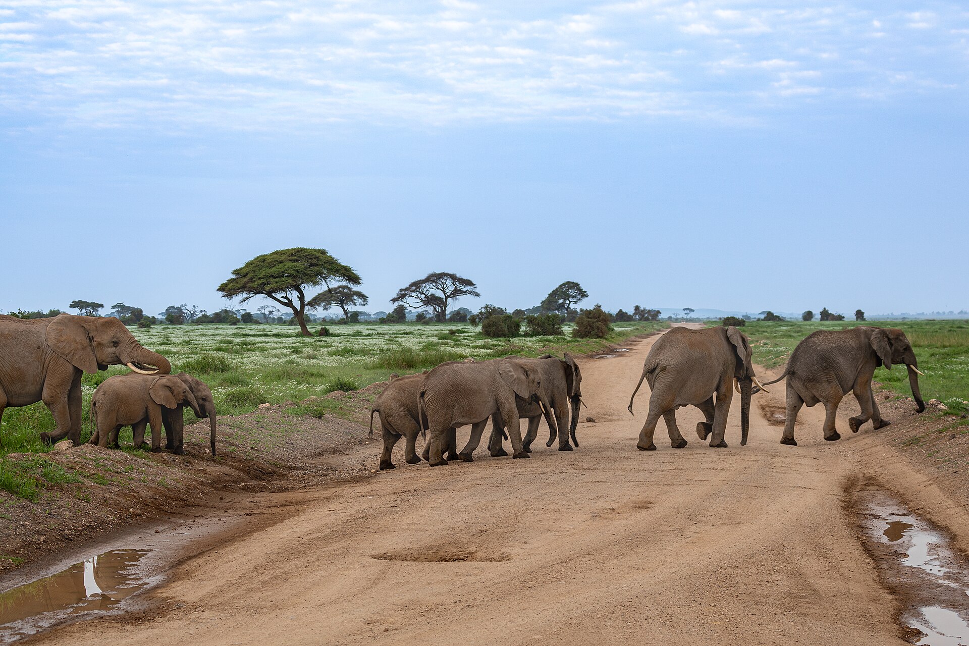 Amboseli National Park: Elephants with Kilimanjaro Views photo 6