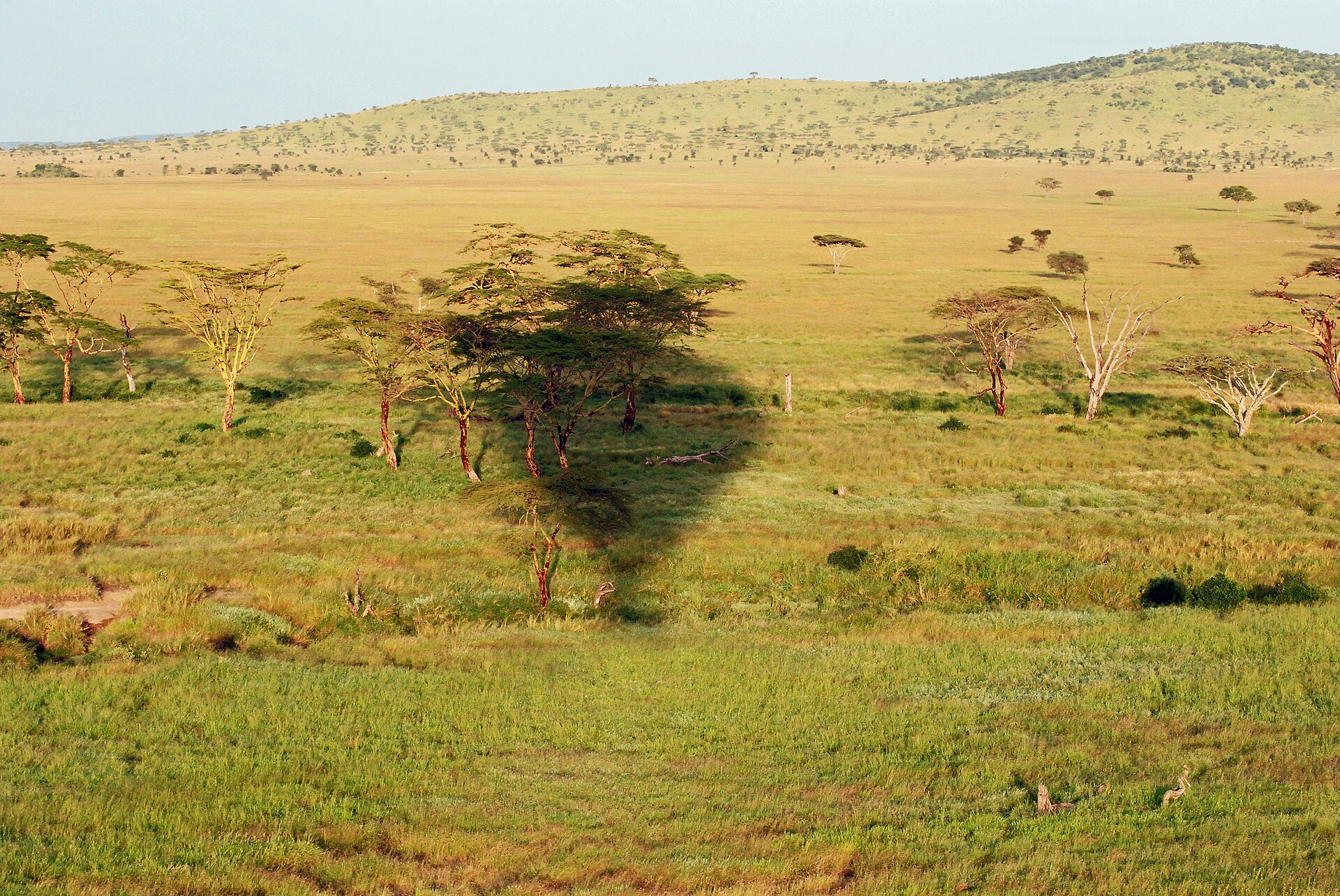 Hot Air Balloon Safari: Serengeti and Masai Mara Compared photo 6