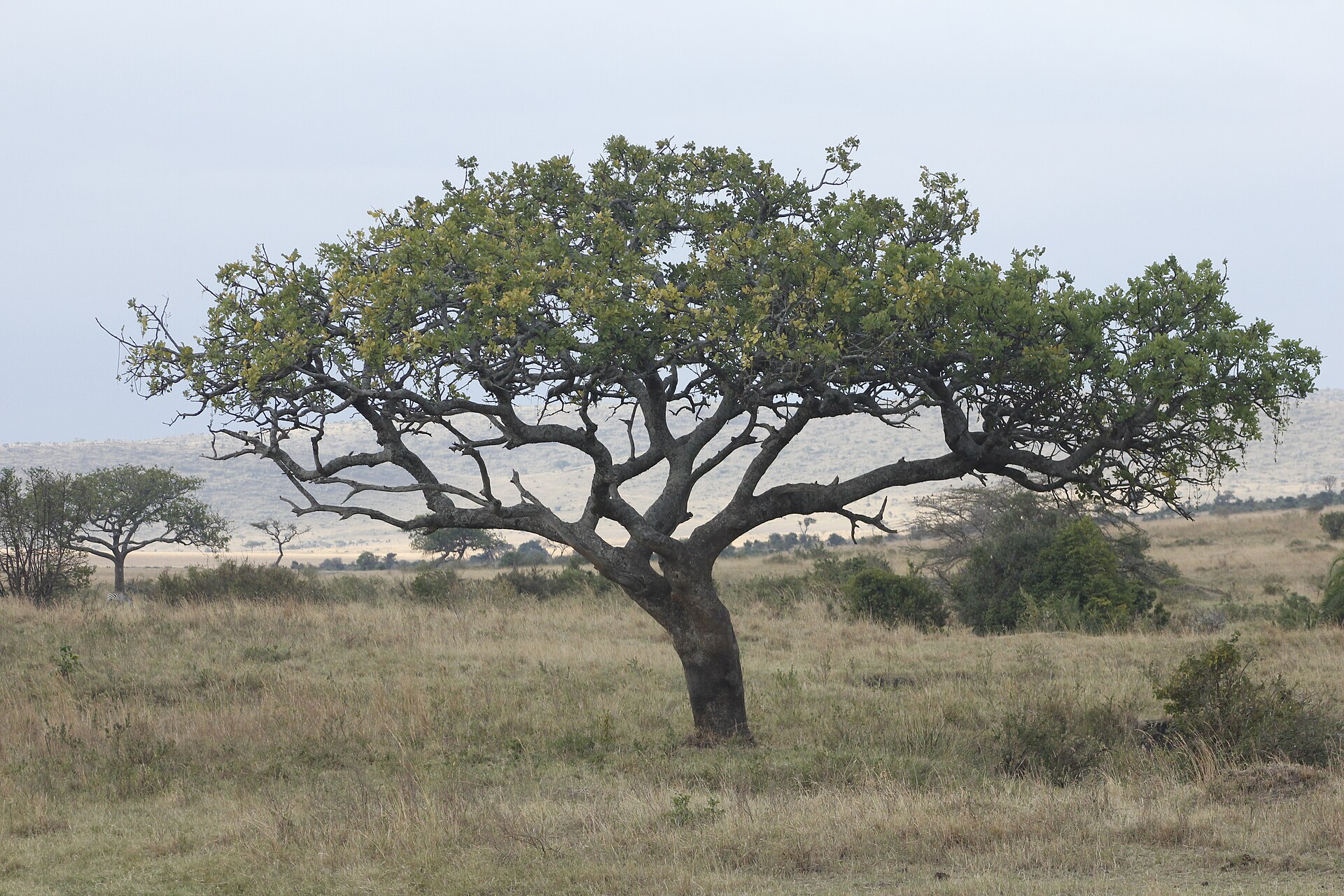Masai Mara photo 5