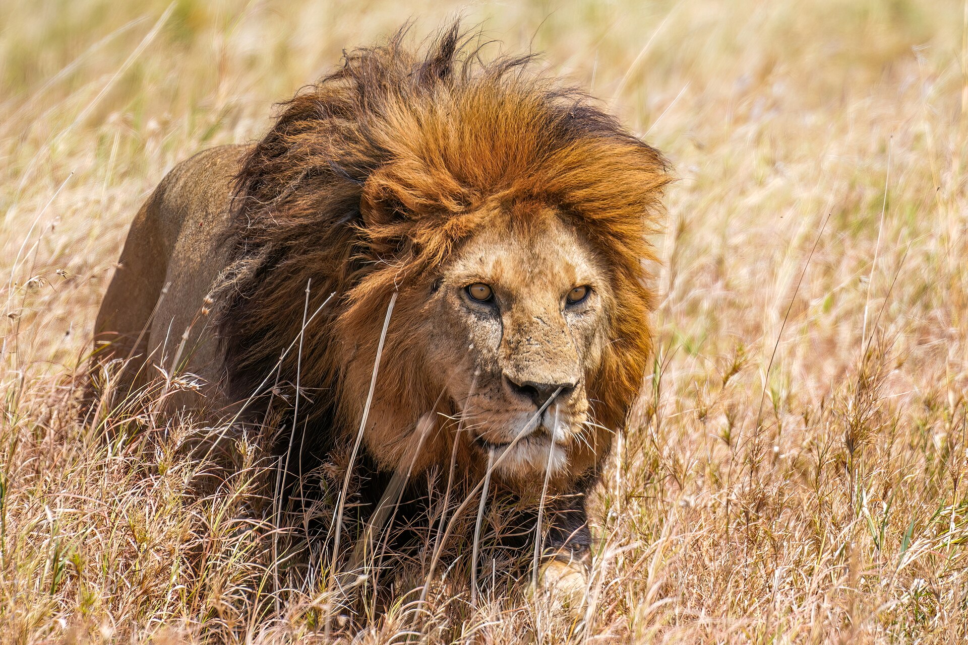 Serengeti photo 1