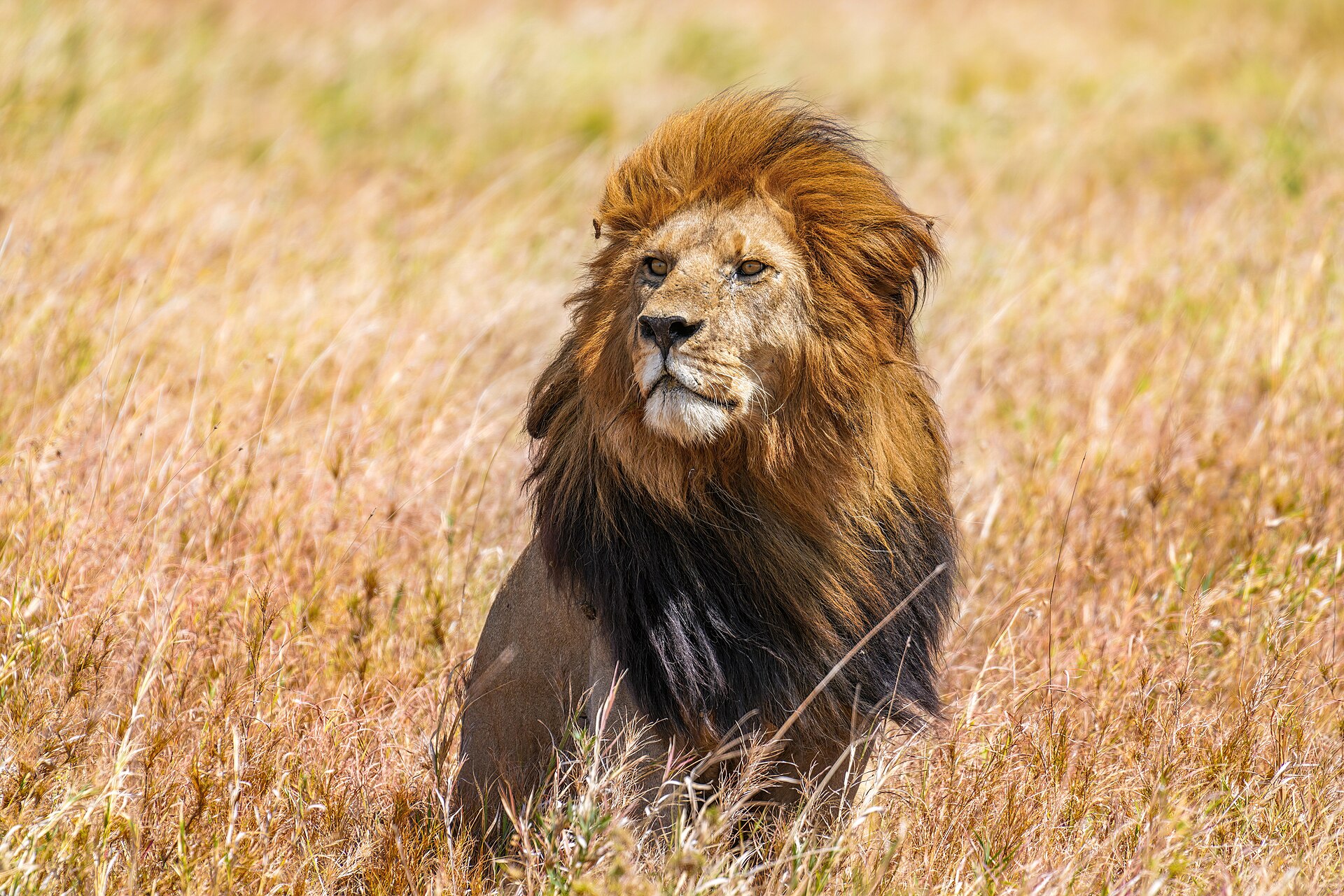Serengeti photo 2