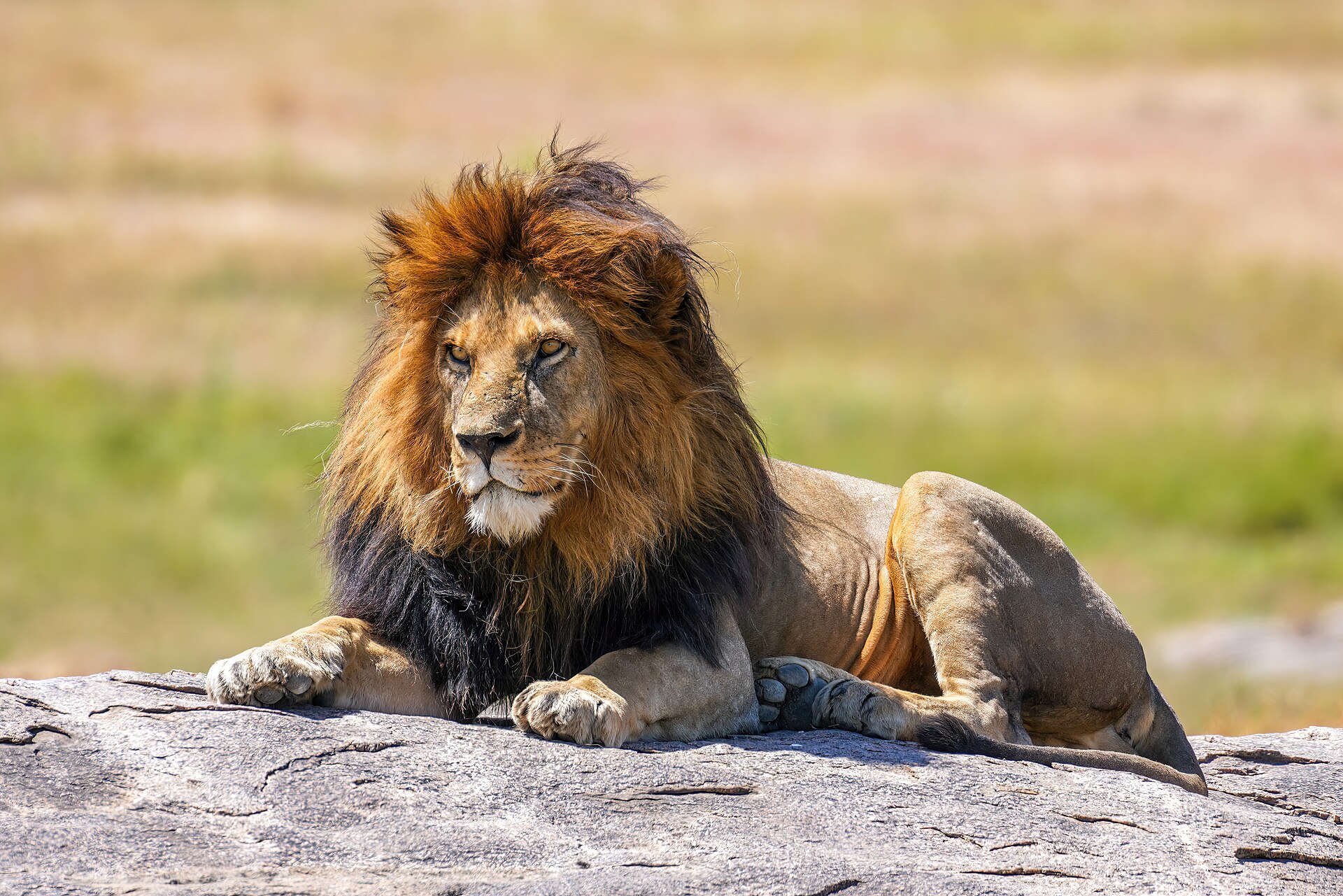 Serengeti photo 5