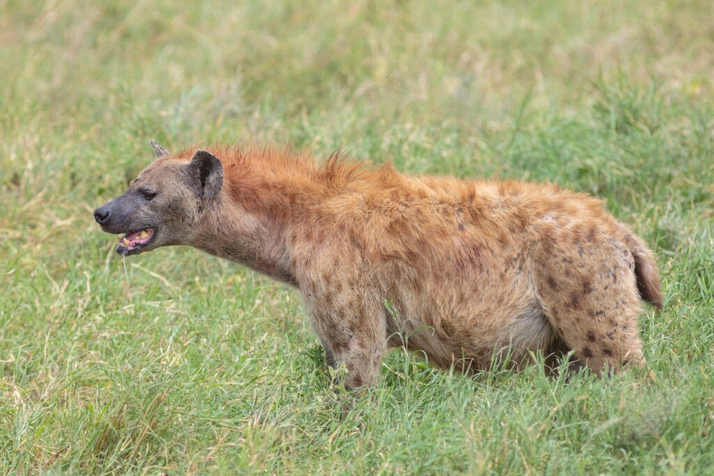 Tarangire National Park: Tanzania Elephant Hideaway photo 6