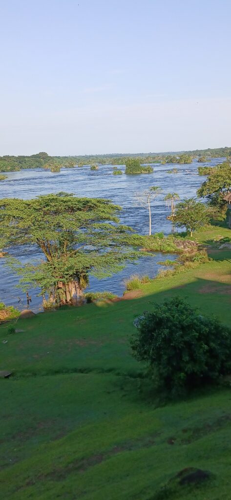 Uganda Gorilla Permit Prices 2026: Rwanda Compared photo 6